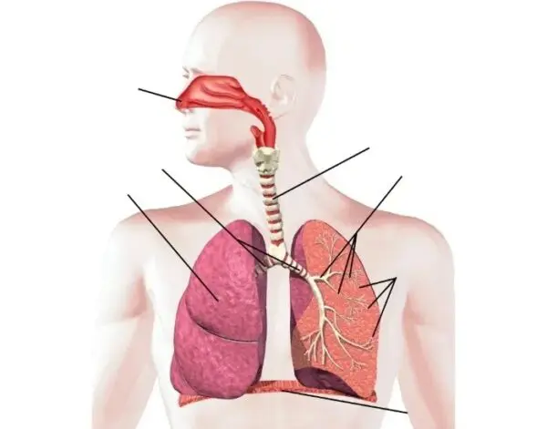 Respiratory System Massage